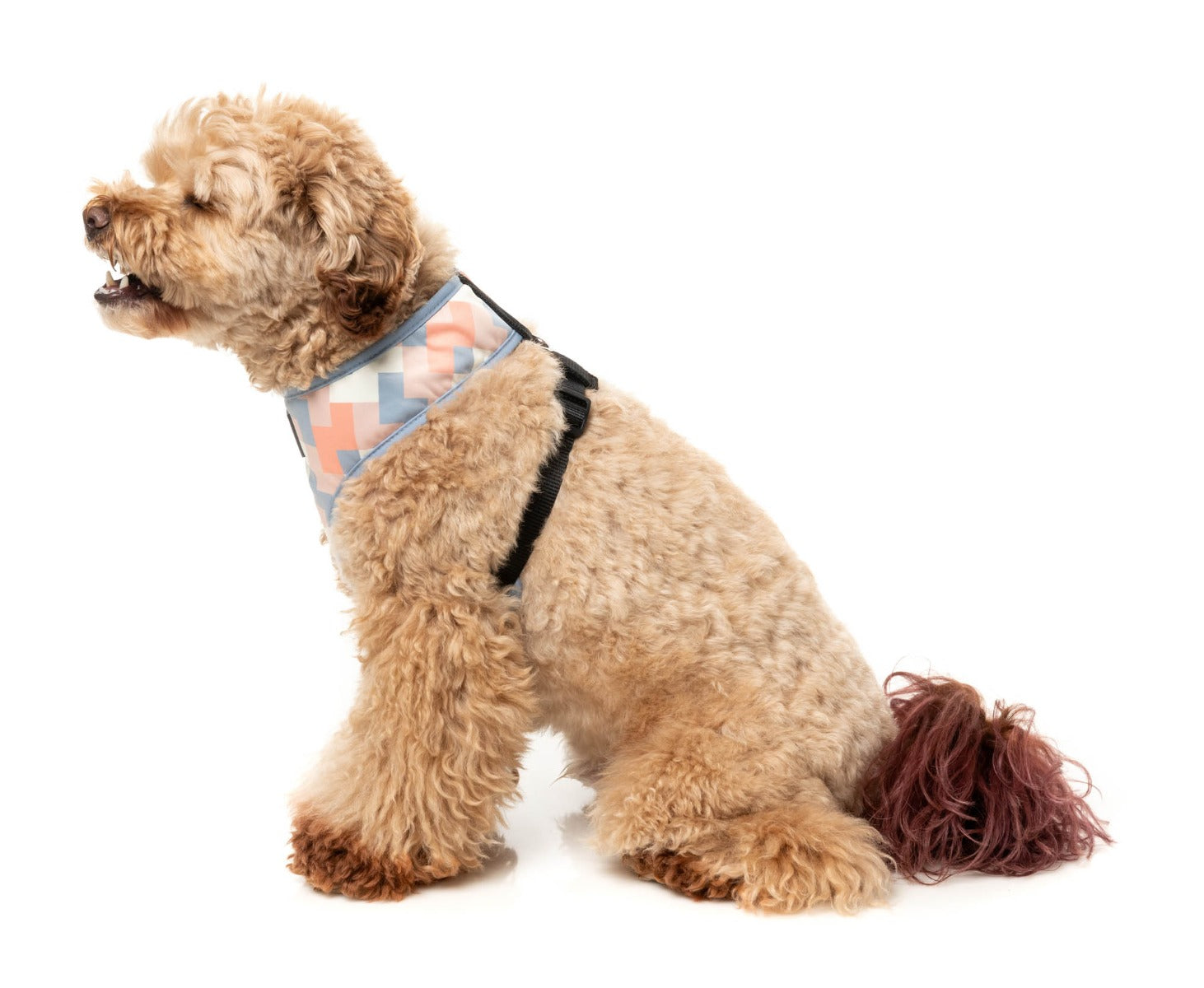 Yazd - Harness by FuzzYard