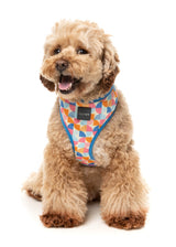 Fresh Zest - Harness by FuzzYard