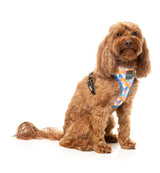 Fresh Zest - Harness by FuzzYard