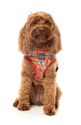 The Homies - Harness by FuzzYard