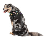 Rep It - Harness by FuzzYard