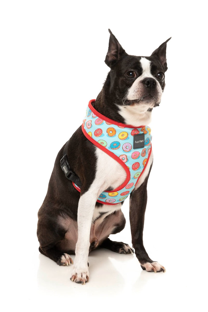 dog wearing You Drive Me Glazy Harness