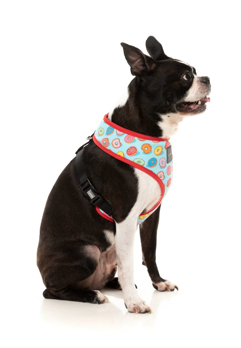 boston terrier wearing You Drive Me Glazy Harness