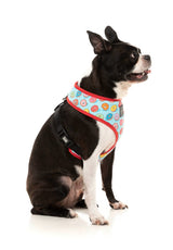 boston terrier wearing You Drive Me Glazy Harness