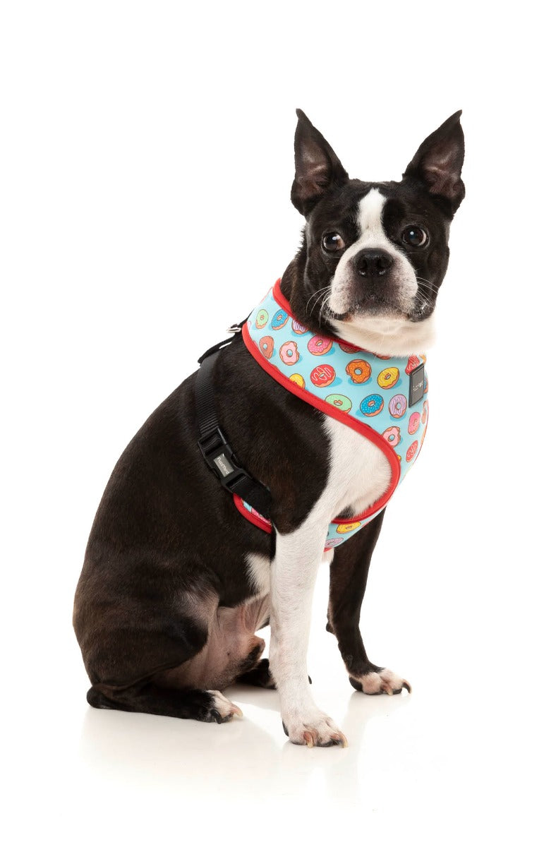 boston terrier wearing You Drive Me Glazy Harness