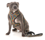 Rainbow Northcote - Harness by FuzzYard