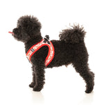 poodle in Hey There Sweetie - Step In Harness