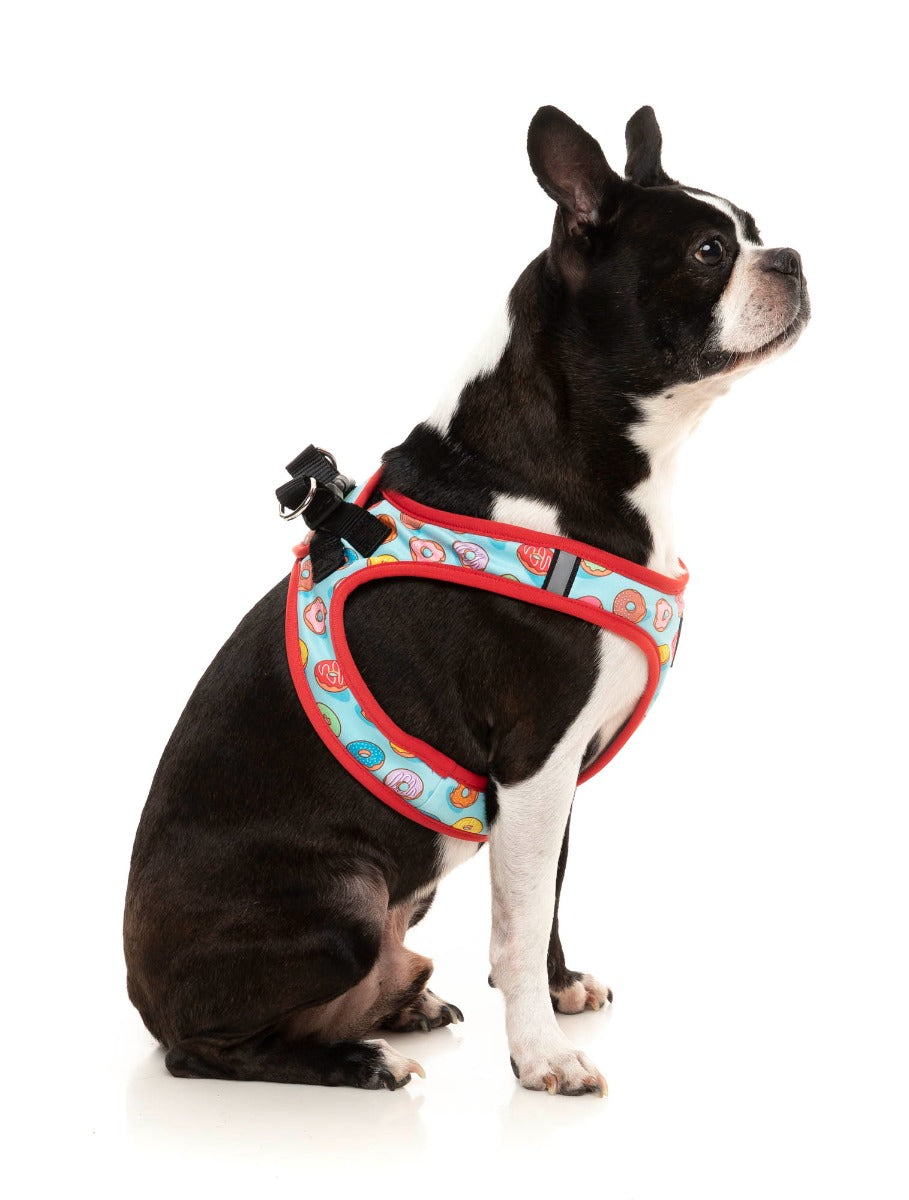 boston terrier wearing you drive me glazy step in harness
