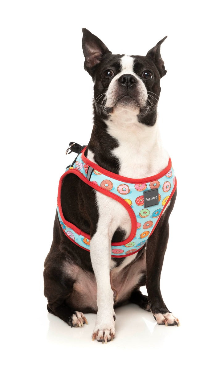 boston terrier wearing you drive me glazy step in harness