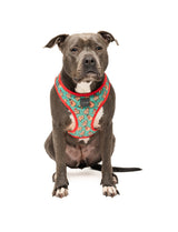 Cookies For Santa - Christmas Step In Harness by FuzzYard