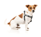 Strap Harness - Black by FY Active