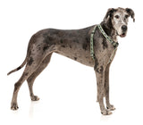 Strap Harness - Khaki by FY Active