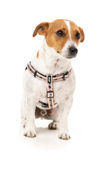 Strap Harness - Peach by FY Active