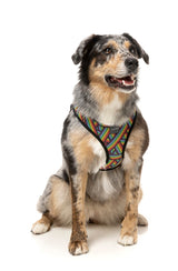 Rainbow Northcote - Step In Harness by FuzzYard