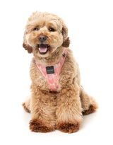 Pink Lemonade - Step In Harness by FuzzYard