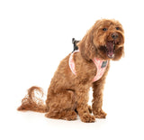 Pink Lemonade - Step In Harness by FuzzYard