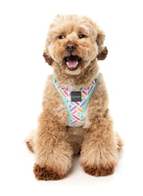 Bubblegum Burst - Step In Harness by FuzzYard