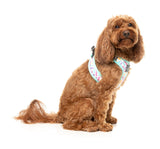 Bubblegum Burst - Step In Harness by FuzzYard