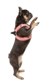 Thornbury - Brick Red - Step In Harness by FuzzYard