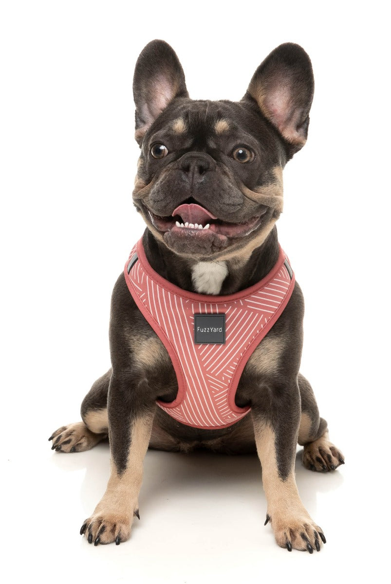 Thornbury - Brick Red - Step In Harness by FuzzYard