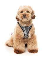 Fitzroy - Step In Harness by FuzzYard