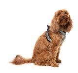 Fitzroy - Step In Harness by FuzzYard