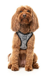 Fitzroy - Step In Harness by FuzzYard