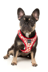 Meat Heads - Step In Harness by FuzzYard