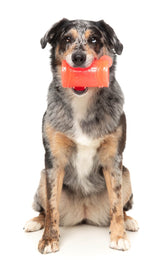 Pina Coolada Freeze - Interactive Chew Toy by FuzzYard