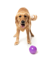 Truth Tellin' Treat Ball - Interactive Chew Toy by FuzzYard