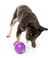 Truth Tellin' Treat Ball - Interactive Chew Toy by FuzzYard