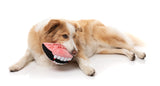Drac’s Dentures - Dog Toy by FuzzYard