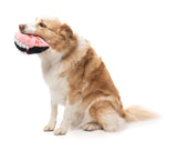 Drac’s Dentures - Dog Toy by FuzzYard