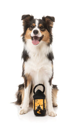 Eerie Light-Up Lantern - Dog Toy by FuzzYard