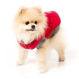 FuzzYard Jersey Knit with hood for dogs in red